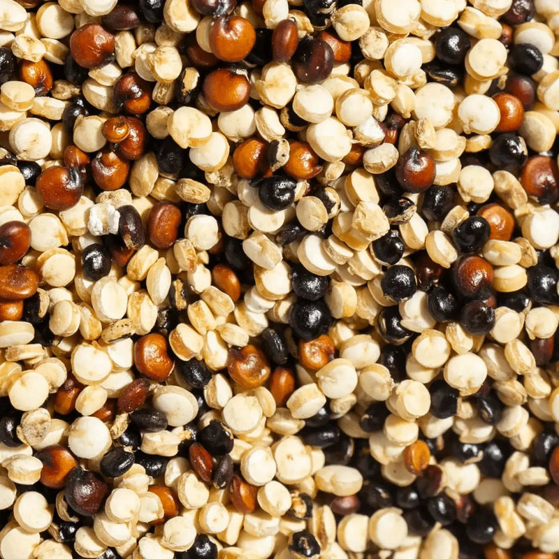 Regenerative Organic Certified Tri - Color Quinoa - Here Here Market